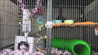 How To Reduce Bad Rat Smell (Request)