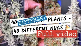 40 DIFFERENT weed plants 40 cultivars 40 nugs - FULL VIDEO - nug porn - plant strain review harvest