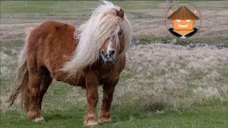 Qué Pasa con los Ponis
