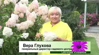Особенности сортов гортензий и советы по уходу за ними.