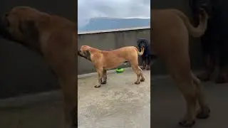 Войс Вельд Шарк