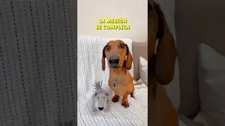 ENEMIGO a la vista‼️Peligro en el pelotón😱 #perrosalchicha #teckel #dachshund #perros #humor #dog