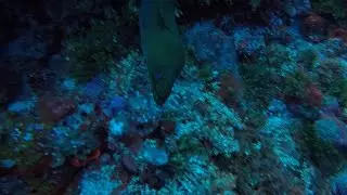 Little Tunnels 2016 - Raw and Uncut Scuba Diving in Grand Cayman