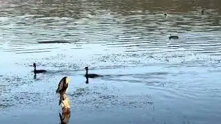 Great Crested Grebe