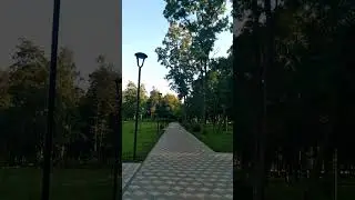 Сосны в парке Победы