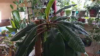 Euphorbia cuttings