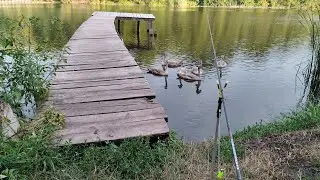 Рибалка на вбивцю карася|Печем картошку на мангалі #рибалка #fishing #карась #удочка