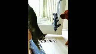 🐶😼 Il piano furbo del cane