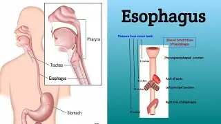 Anatomy of the Esophagus || Course, Relations, Clinical Correlations
