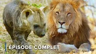Lions vs. Hyènes : Confrontation la plus mortelle de la nature | Icônes de la vie sauvage 108