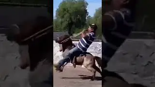 Ишак из формулы 1 #юмор