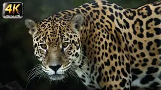 Ultimate Jungle Animals Collection in 4K 60FPS (ULTRA HD)