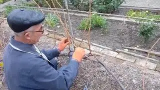 Pruning grape bushes with branches located with a displacement of the fruiting zone
