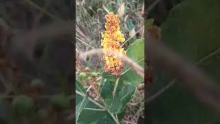 FLOR DE MURICI BYRSONIMA BASILOBA #fruta #frutodocerrado