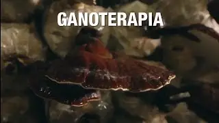 ¿Qué es la Ganoterapia?