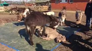 КАРАБАХСКИЕ ИШАКИ СЕРЖИК И РОБИК ОПЛАКИВАЕТ ПОСОБНИКА ФАШИСТОВ ГАРЕГИНА НЖДЕ