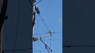 Щиглец на контактната мрежа