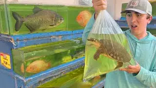 I Saved Live Animals From an Asian Food Market!