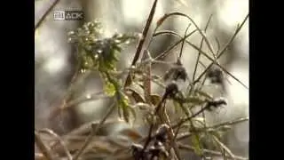 Бесконечная Россия. Алтай