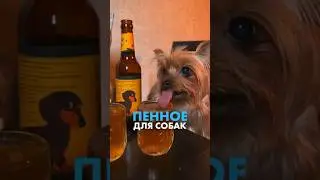 Ваш песик тоже такое любит? 🍻