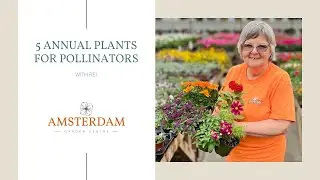 5 Annual Plants for Pollinators