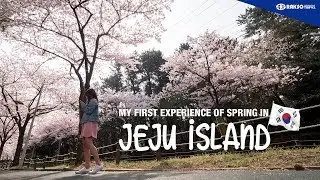 Cherry blossom in Jeju, Korea!