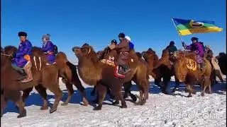 Camel Festival 25th in Mongolia