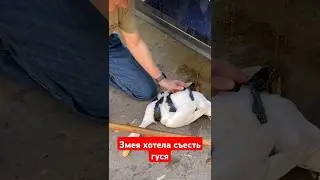 змея затащила гуся под машину#змея