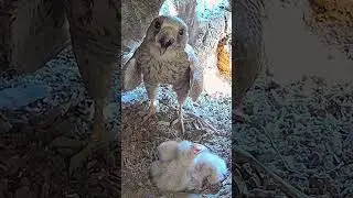 This kestrel is hot 
