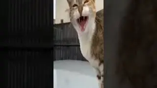 Cat Jumpscare