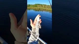 Is this lure too big?