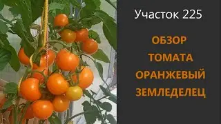 Томат Оранжевый земледелец. Солнышко на грядке!