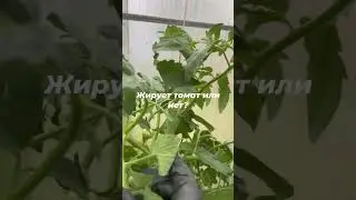 Томат жирует или у него сбалансированное питание?