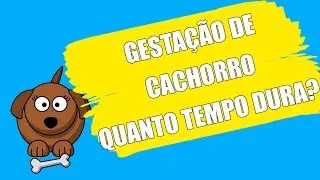 GESTAÇÃO DE CACHORRO QUANTO TEMPO DURA
