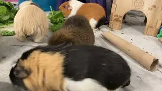 Cute Guinea Pigs eating their veggies