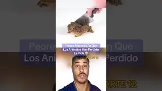 Las PEORES MANERAS en que los ANIMALES han PERDIDO la VIDA 🥺Parte 12 