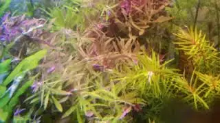akvaryum bitkisi,florasan,armatür,co2 satışı