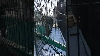 Тигры 1
