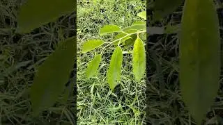 DURIAN DURI HITAM