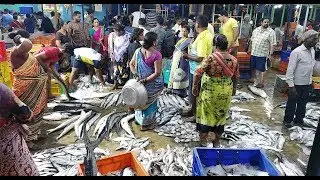 फिश मार्केट - मुंबईका नायगांव होलसेल फिश मार्केट (Fish Market) , रातका फिश मार्केट, Mumbai