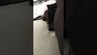 que gata assustadora kkkkk