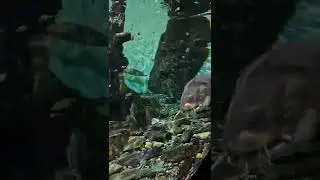 Огромные осетры в 
