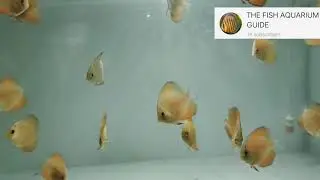 | Discus Fish | feeding |