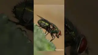 Неуловимая муха
