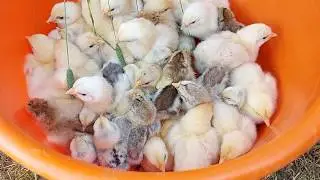 Chicken cuteness. Sebright, Wyandotte, minimeat, cuckoo.