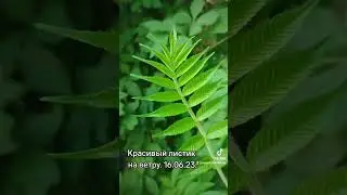 Красивый листик на ветру. 16.06.23. #природа #июнь2023 #лето2023 #листья #листик #листики_рулят🌿