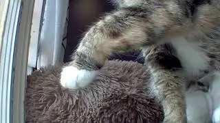 Look at my Mittens