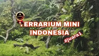Juaranya Terrarium Mini Indonesia!! The Best #1