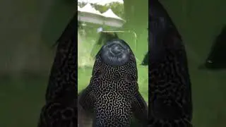 Fish tank Cleaning Fish. Catfish?