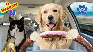 Animais Engraçados - Binho e Mel - O Resgate 4